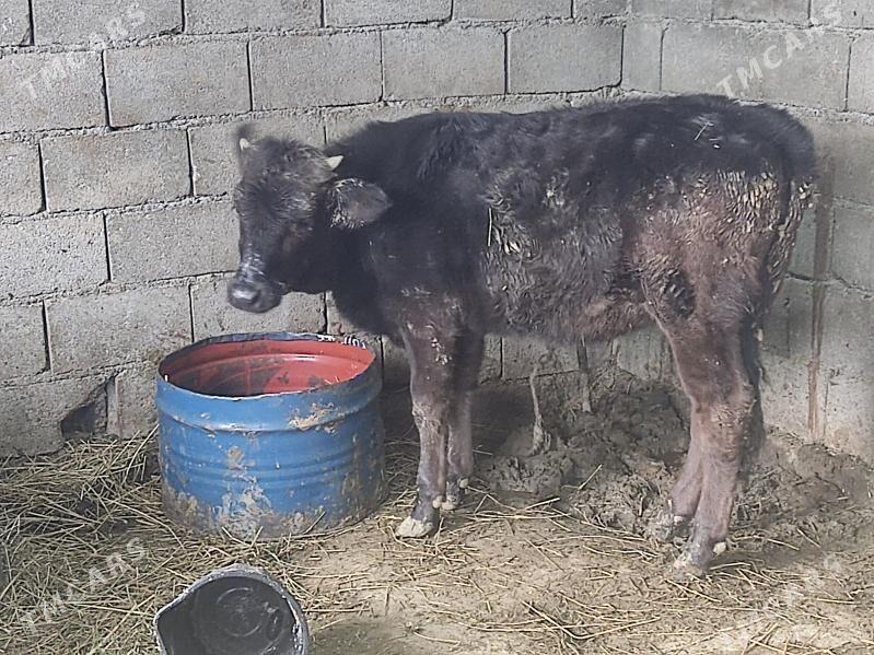 gibrit tuwe - Gökdepe - img 1