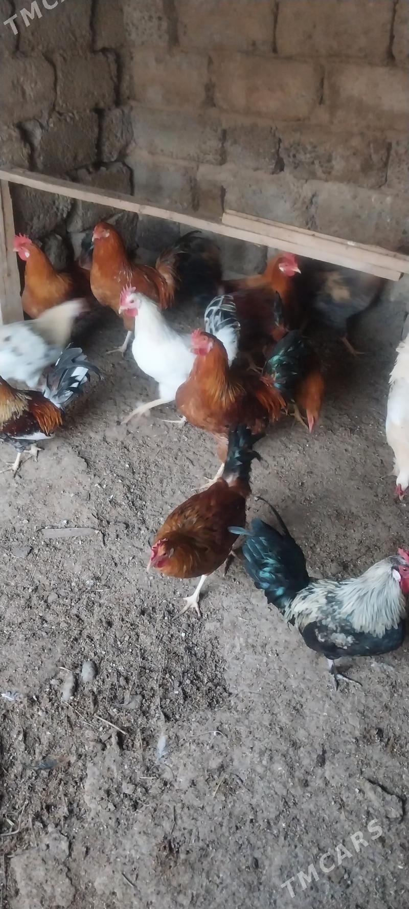 Horoz - Aşgabat - img 5