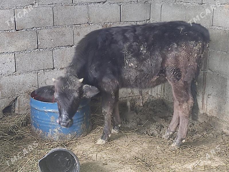 gibrit tuwe - Гёкдепе - img 4