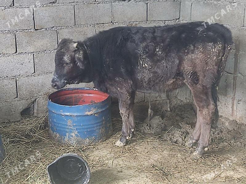 gibrit tuwe - Гёкдепе - img 3