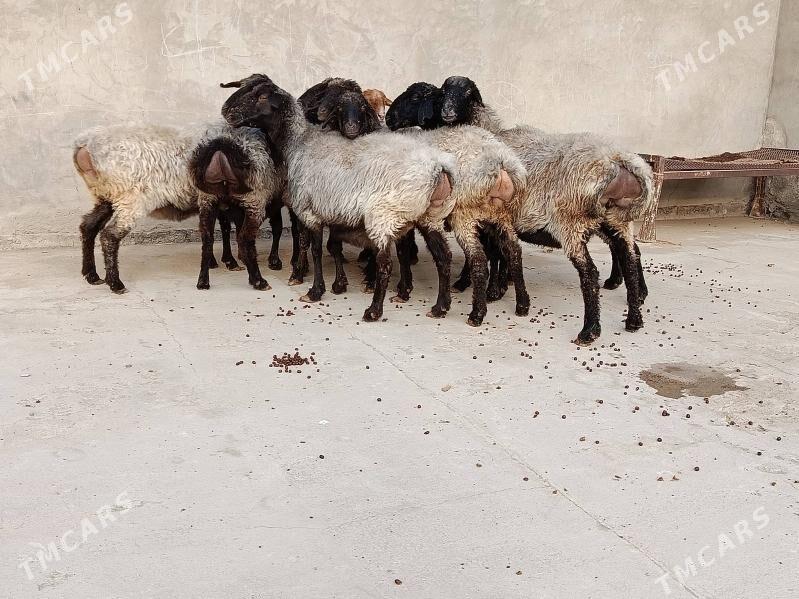 Goýun - Aşgabat - img 2