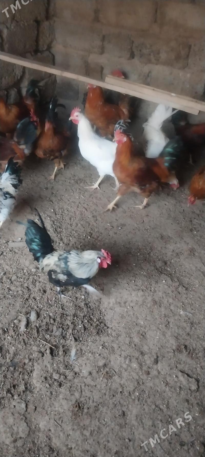 Horoz - Aşgabat - img 4