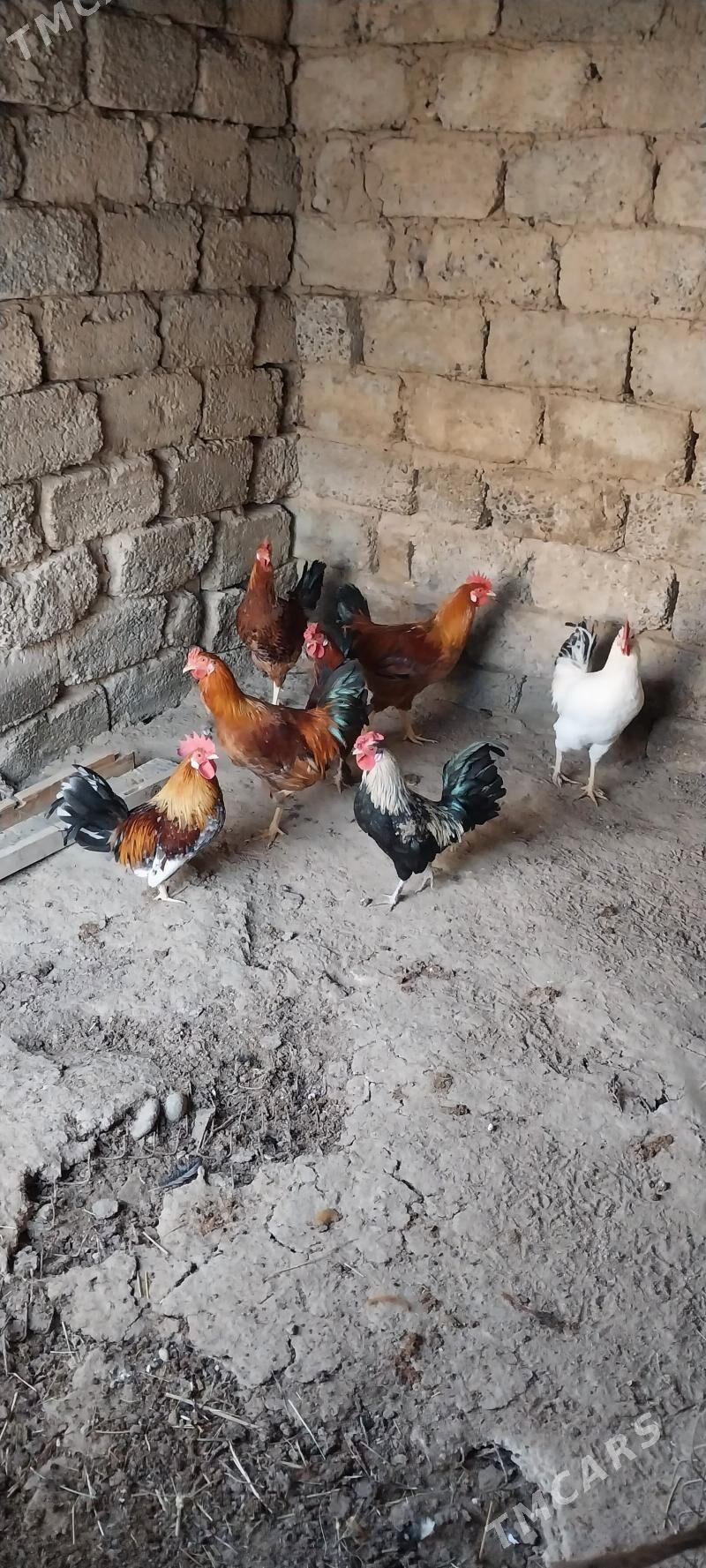 Horoz - Aşgabat - img 2