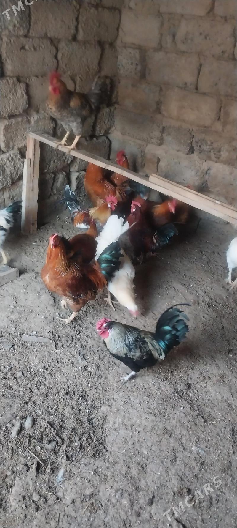 Horoz - Aşgabat - img 3