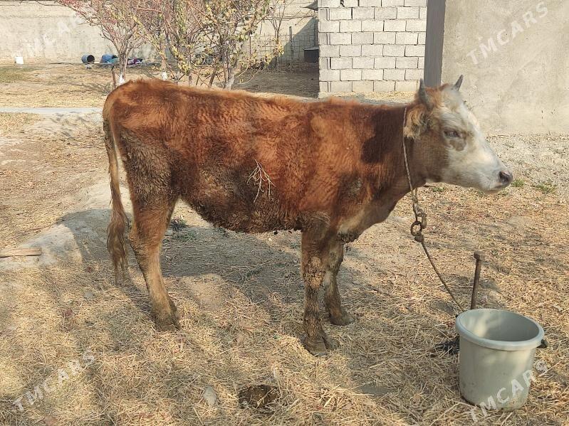 2 sany tuwe - Гёкдепе - img 1