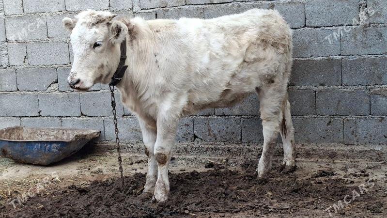 Gibrit okuz tuwe - Büzmeýin - img 6