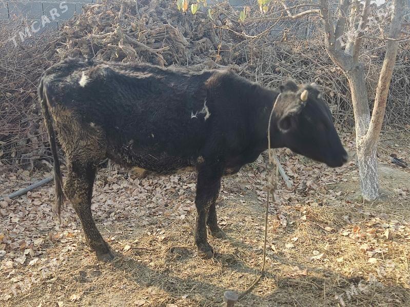 2 sany tuwe - Gökdepe - img 4