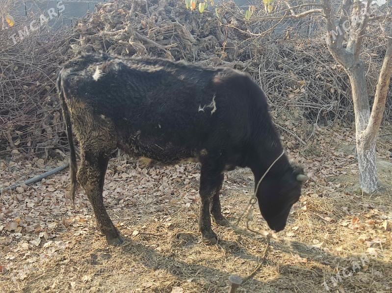 2 sany tuwe - Gökdepe - img 3