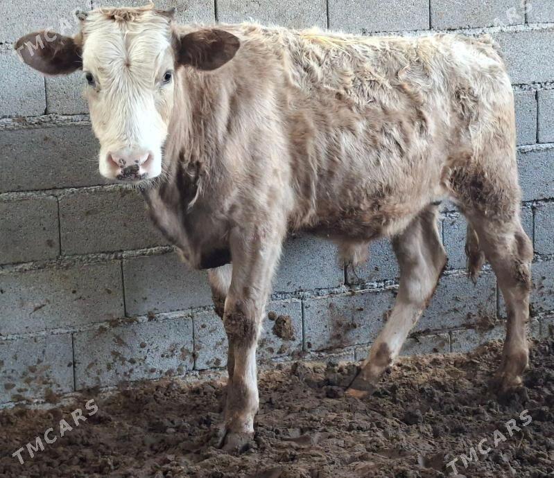 Gibrit okuz tuwe - Büzmeýin - img 3