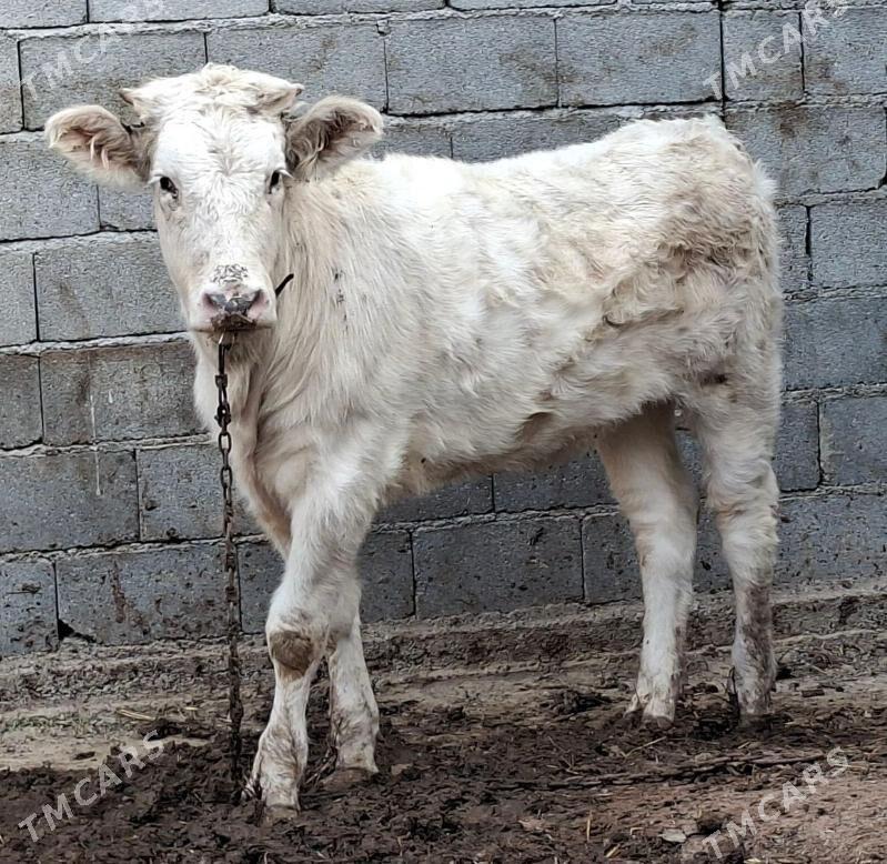 Gibrit okuz tuwe - Büzmeýin - img 5