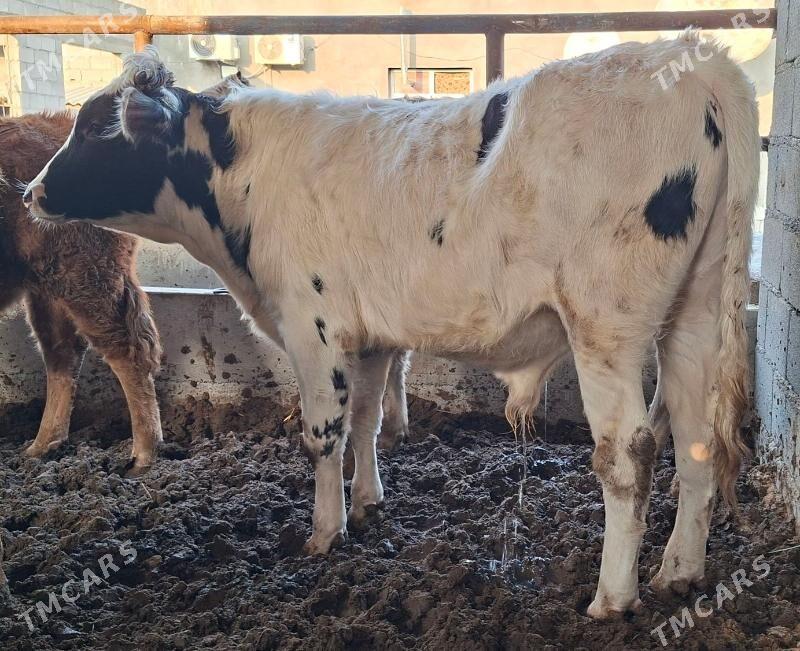 Gibrit okuz tuwe - Бузмеин - img 1