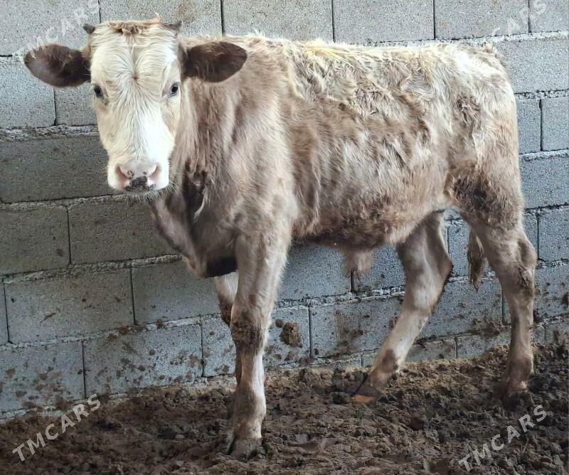 Gibrit okuz tuwe - Büzmeýin - img 4