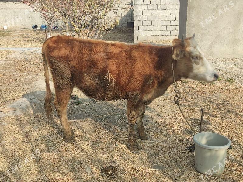 2 sany tuwe - Gökdepe - img 2