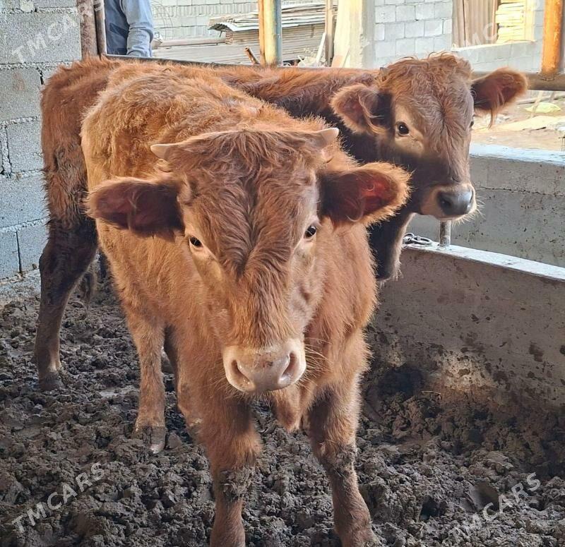 Gibrit okuz tuwe - Büzmeýin - img 7