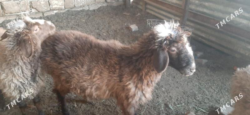 goyun - Бузмеин - img 4