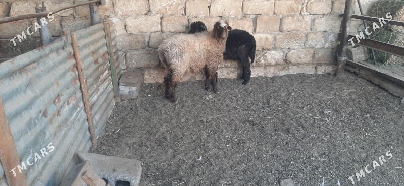 goyun - Бузмеин - img 2