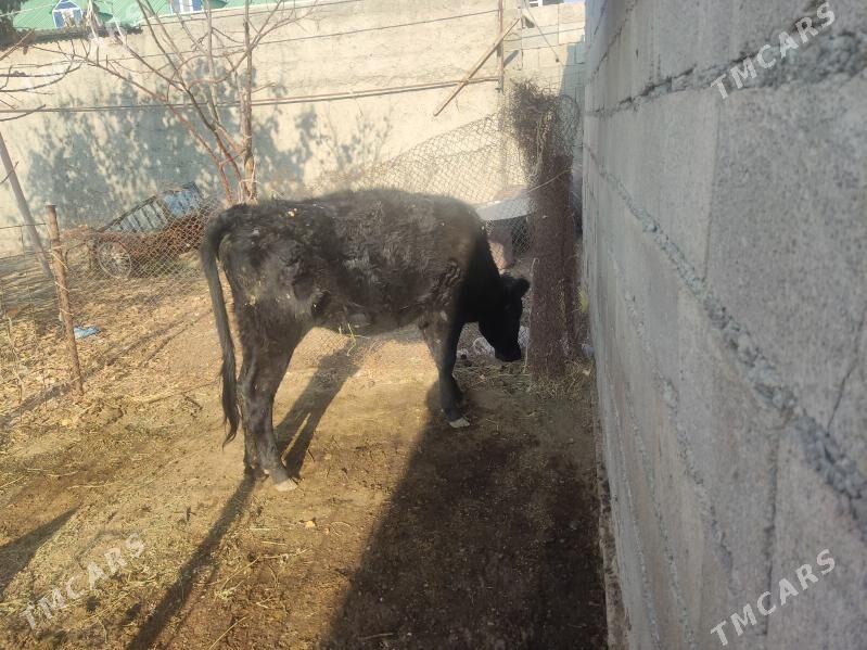 gibrit tuwe - Гёкдепе - img 1