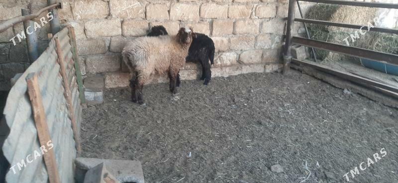 goyun - Бузмеин - img 9