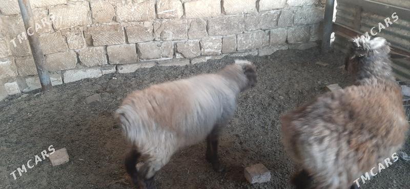 goyun - Бузмеин - img 6