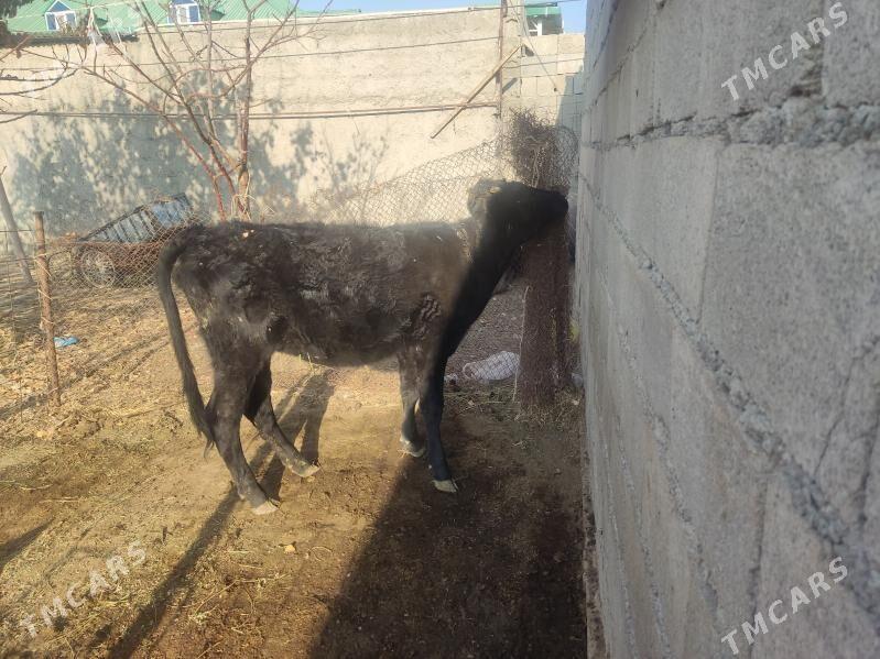 gibrit tuwe - Гёкдепе - img 2