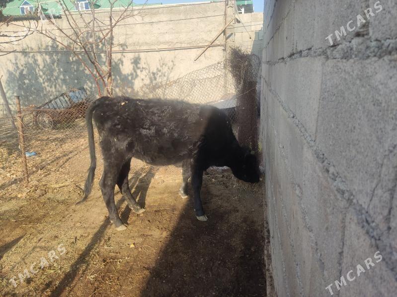 gibrit tuwe - Гёкдепе - img 3