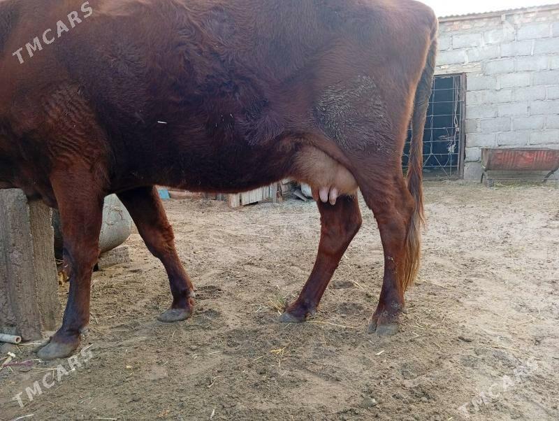 Göleli sygyr - Gumdag - img 1