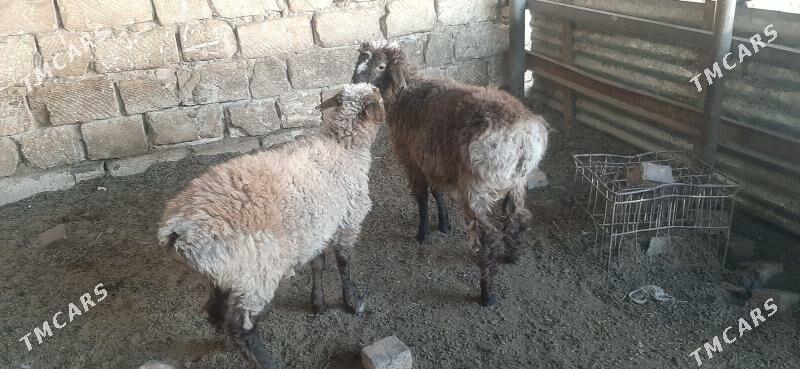 goyun - Бузмеин - img 10