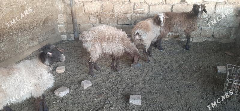 goyun - Бузмеин - img 8