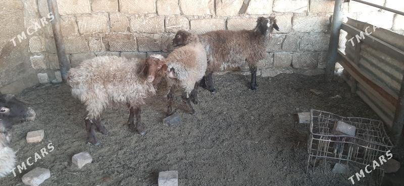 goyun - Бузмеин - img 5