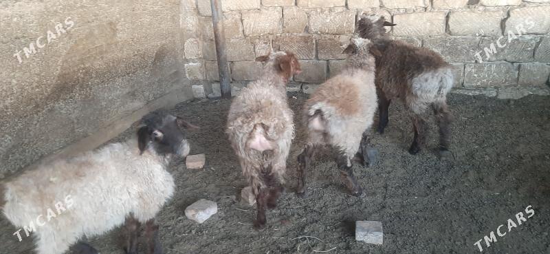 goyun - Бузмеин - img 7