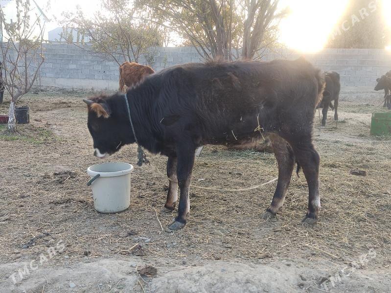 tohum tuwe - Гёкдепе - img 1