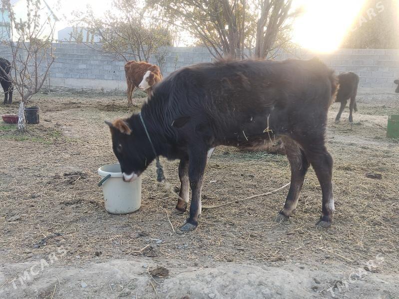 tohum tuwe - Gökdepe - img 2