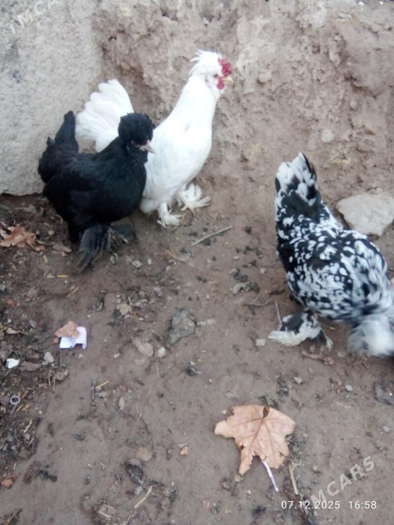 karlik yllaşyk bar - Türkmenabat - img 1