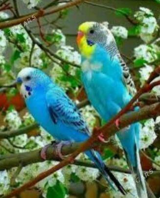 Toty oy gusy - Ашхабад - img 1