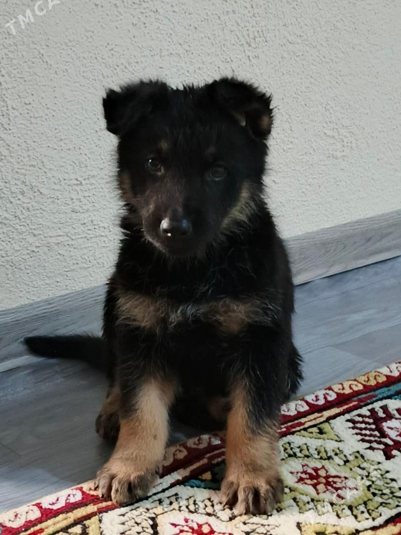 Awçarka - Aşgabat - img 2