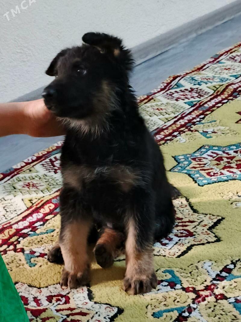 Awçarka - Aşgabat - img 4