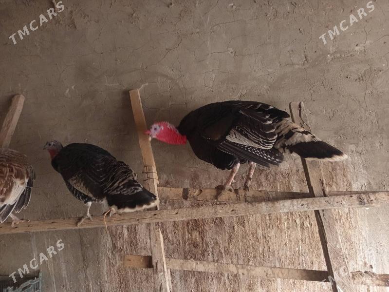 induk - Wekilbazar - img 1