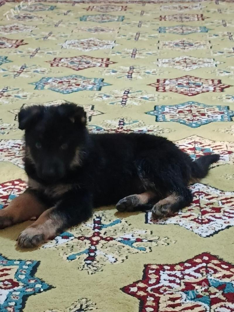 Awçarka - Aşgabat - img 1