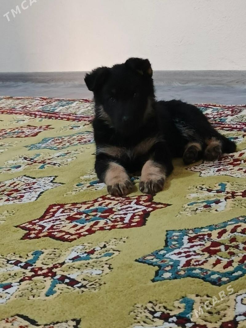 Awçarka - Aşgabat - img 3