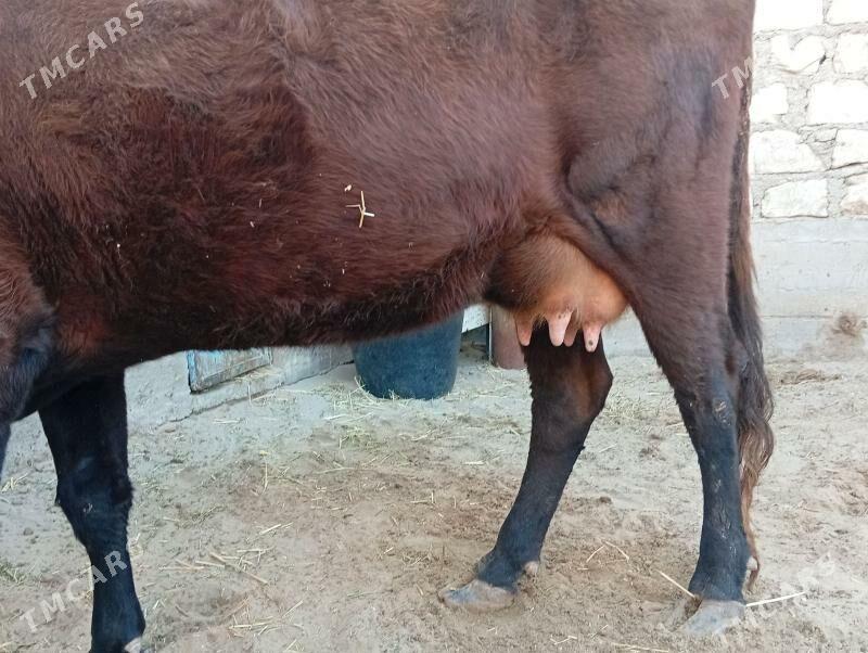 Göleli Sygye - Gumdag - img 2