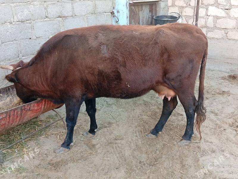 Göleli Sygye - Gumdag - img 3