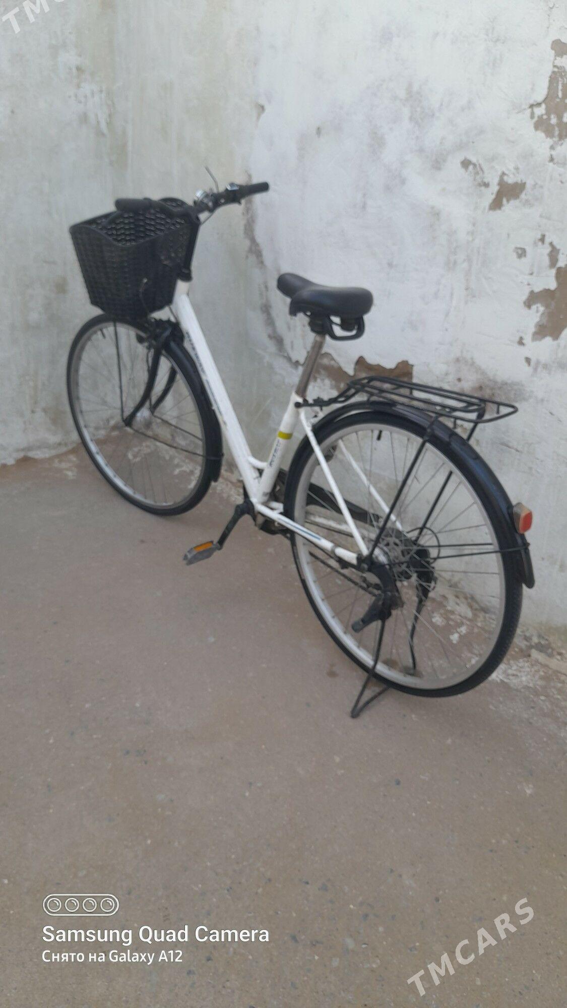 tigr - Arkadag - img 2