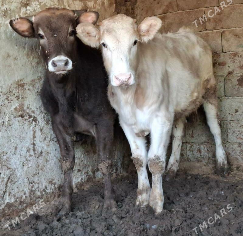 Bakylan okuzler - Büzmeýin - img 1