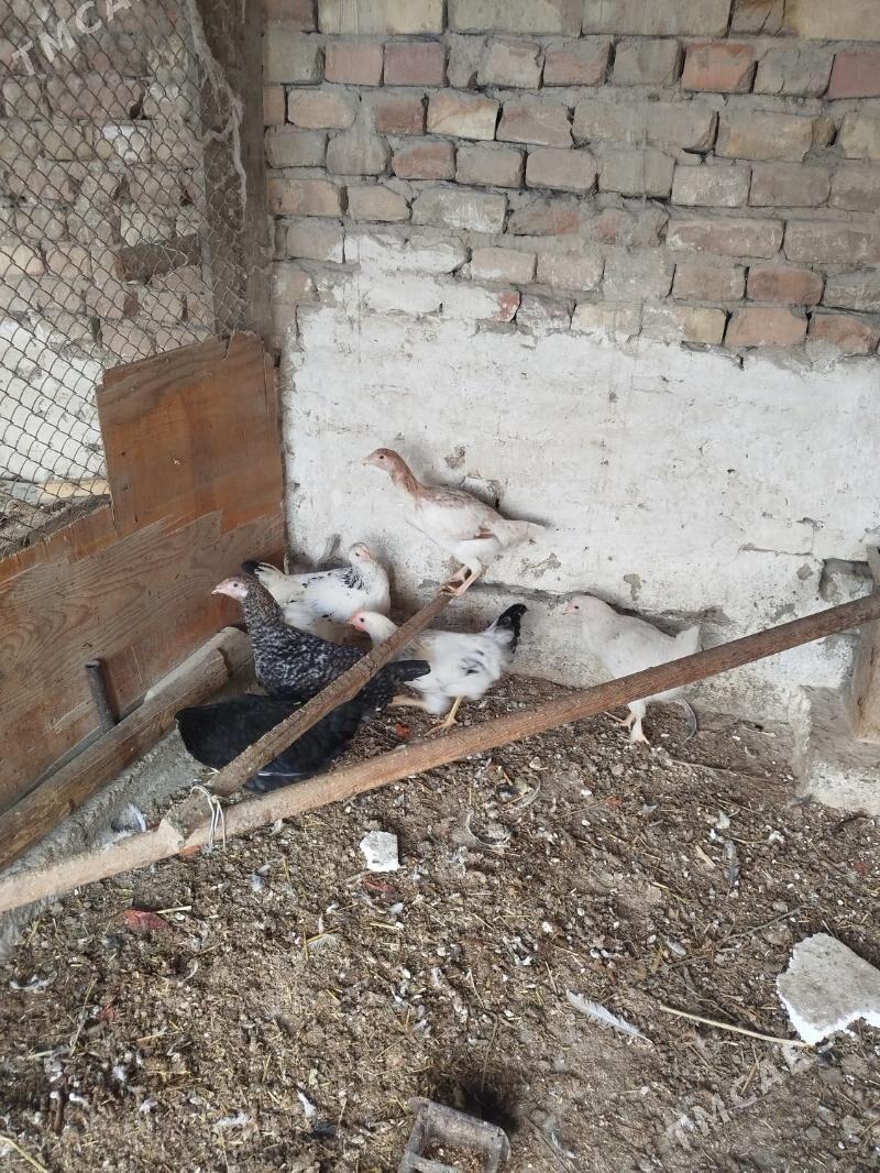 yaş juyjeler - Гызыларбат - img 4