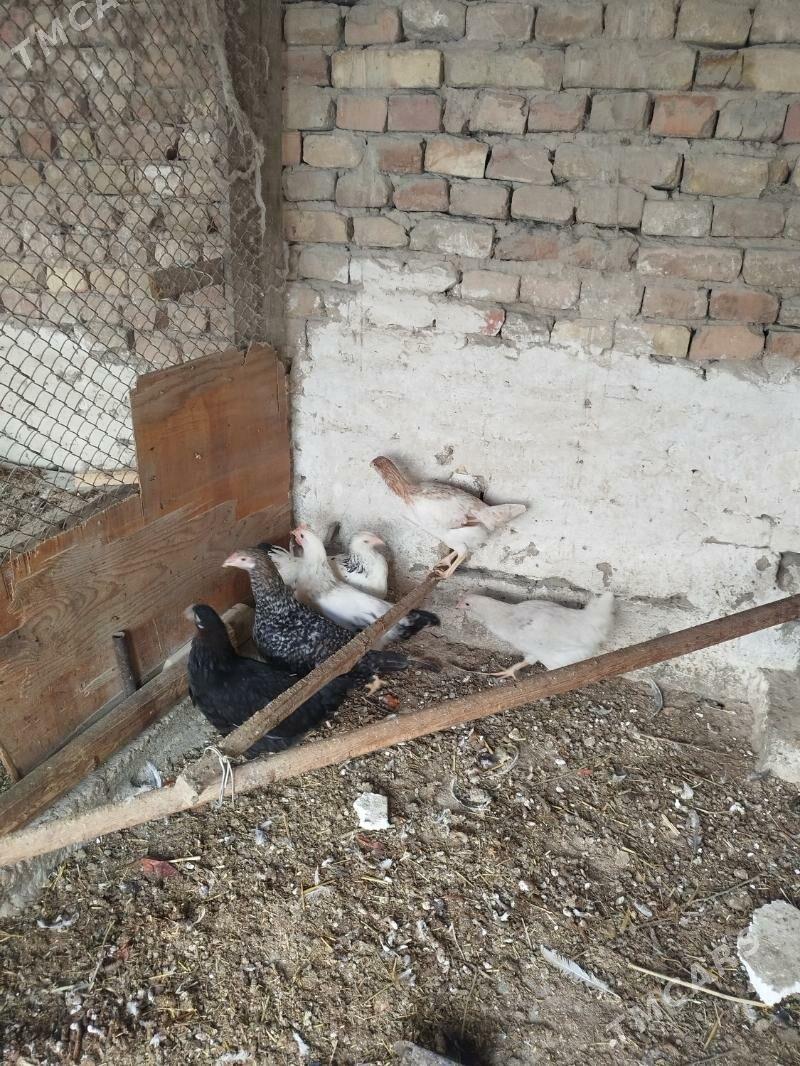 yaş juyjeler - Гызыларбат - img 2