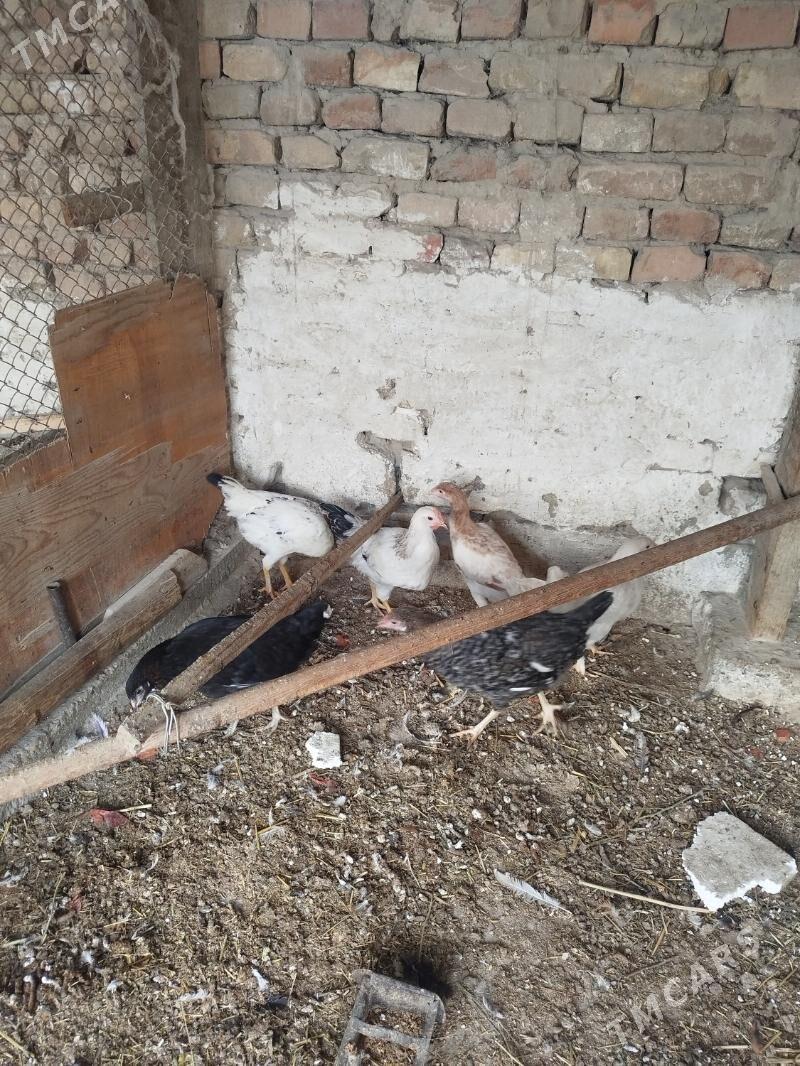 yaş juyjeler - Гызыларбат - img 5