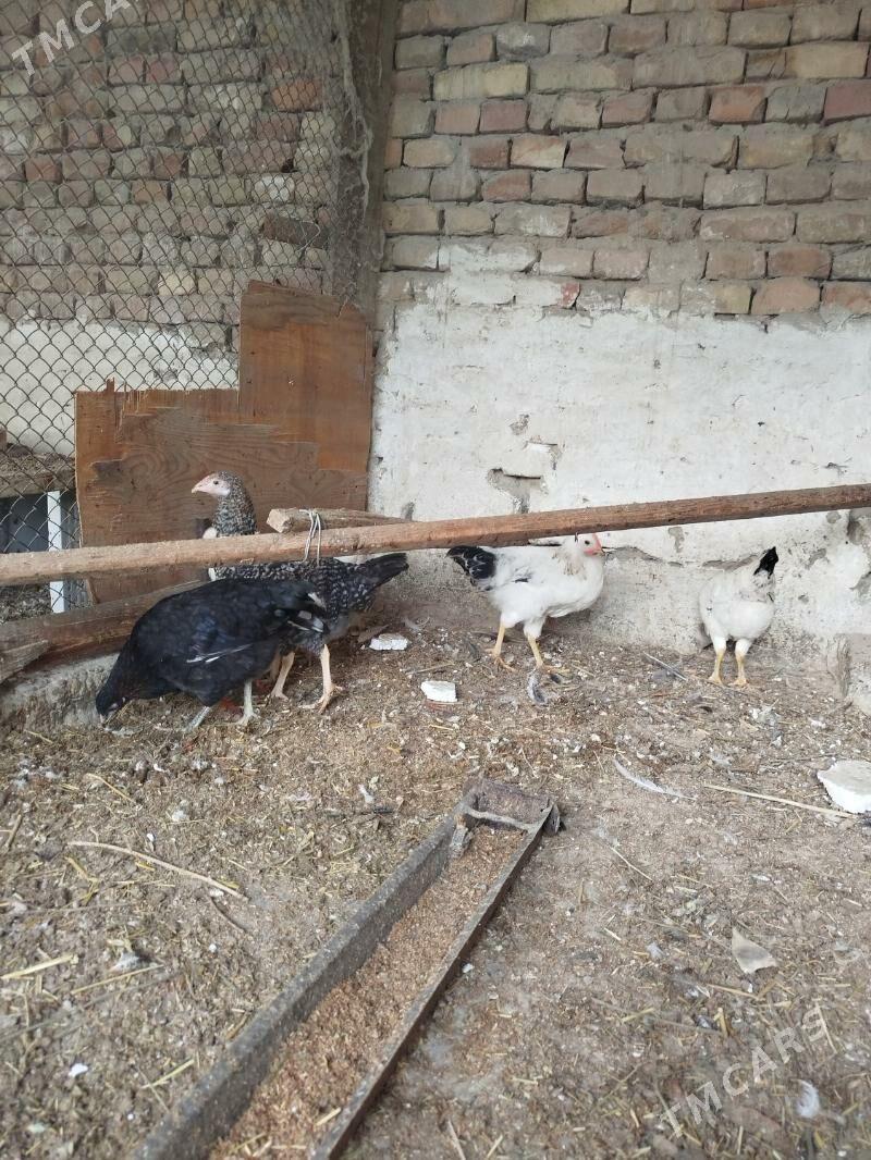 yaş juyjeler - Гызыларбат - img 3