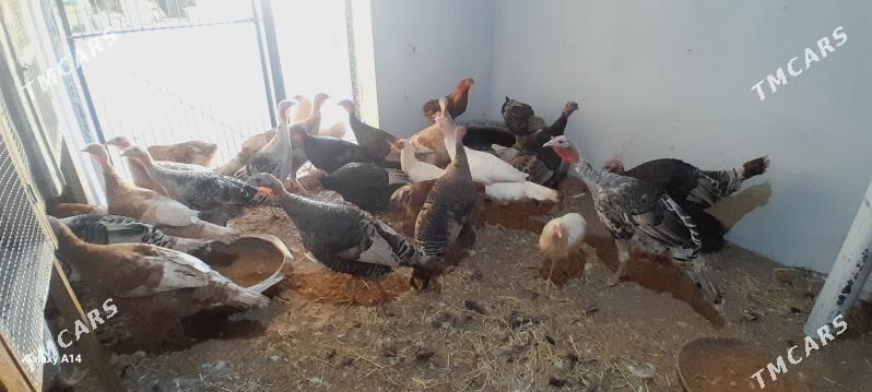 induk - Türkmenabat - img 1