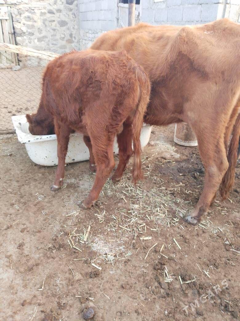 goleli sygyr - Берекет - img 4