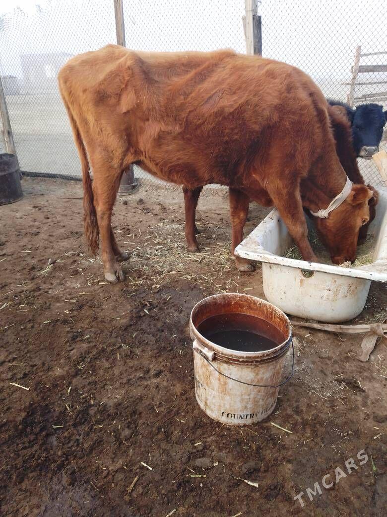 goleli sygyr - Берекет - img 3